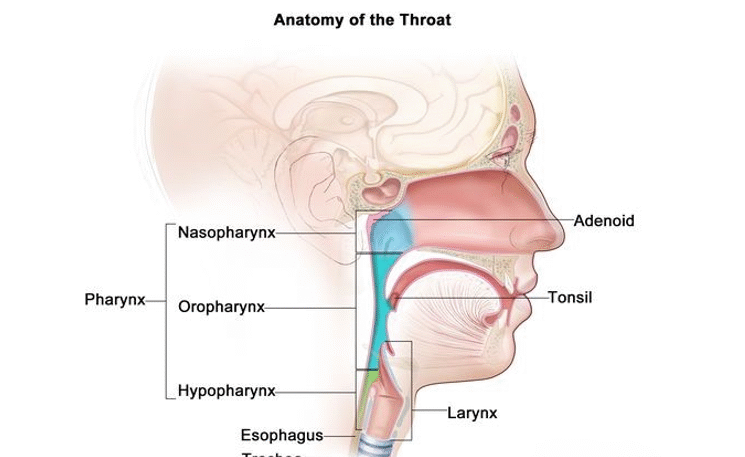 https://bolickclinic.com/sleep-apnea-dot-physical/